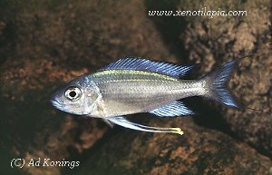 Ophthalmotilapia heterodonta - han