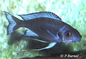 Ophthalmotilapia heterodonta