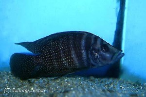 Altolamprologus calvus - han af den sorte form