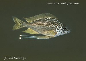 Ophthalmotilapia nasuta Chimba - han