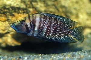 Altolamprologus calvus - hun af den sorte form