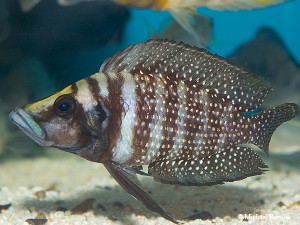 Altolamprologus calvus