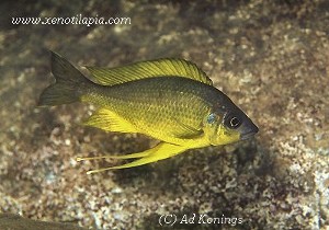 Ophthalmotilapia nasuta Namansi - han