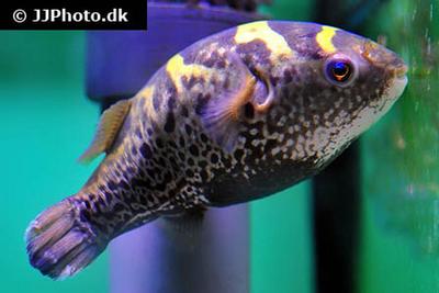 Tetraodon fluviatilis