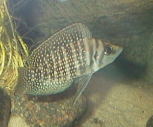 Altolamprologus Compressicepes Black han