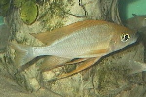 Mukosa Han