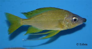 Ophthalmotilapia nasuta "Gold"