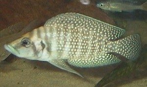 Altolamprologus Compressicepes Black