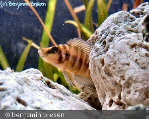 a. compressiceps "yellow"