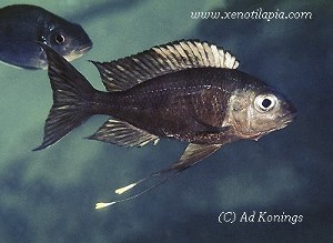 Ophthalmotilapia ventralis Moliro