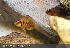 a. compressiceps "yellow"