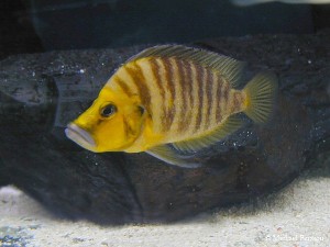 Altolamprologus compressiceps