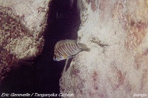 Altolamprologus compressiceps Isanga