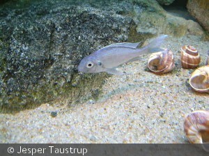 O. ventralis "Kigundo"
