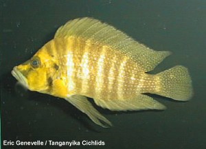 Altolamprologus compressiceps Gold head