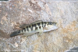 Altolamprologus fasciatus