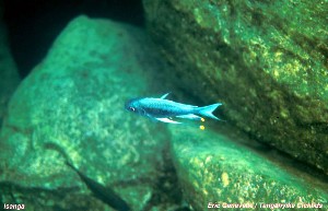 Ophthalmotilapia ventralis