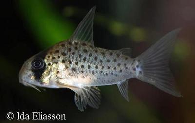 Corydoras atropersonatus