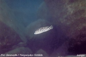 Altolamprologus fasciatus Isanga