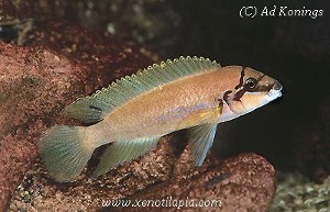 Chalinochromis brichardi