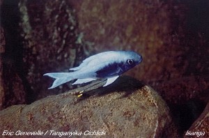 Ophthalmotilapia ventralis Isanga