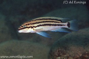 Chalinchromis popelini kambwebwe