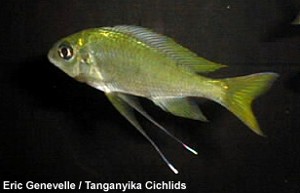Ophthalmotilapia ventralis Kala