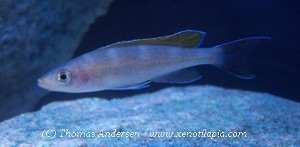 Paracyprichromis brieni Katete - han