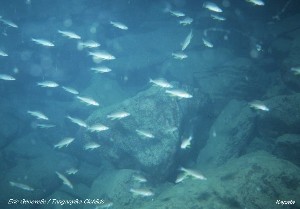 Paracyprichromis brieni flok