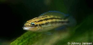 Julidochromis dickfeldi