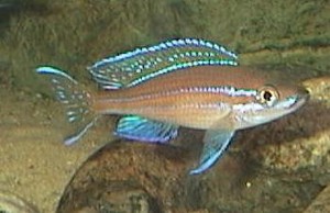Paracyprichromis Nigripinnis blue neon Han