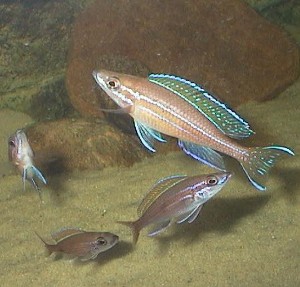 Paracyprichromis Nigripinnis blue neon lidt af flokken