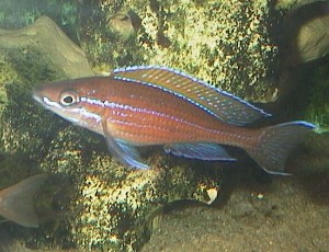 Paracyprichromis Nigripinnis blue neon Han