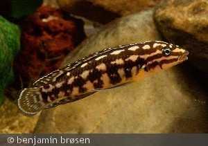 J. Marileri