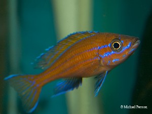 Paracyprichromis nigripinnis