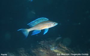 Paracyprichromis nigripinnis