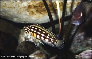 Julidochromis marlieri