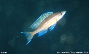 Paracyprichromis nigripinnis