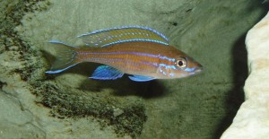 Paracyprichromis nigripinnis