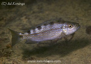 Perissodus eccentricus Gombe