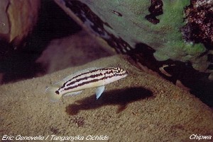 Julidochromis ornatus Chipwa