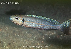 Perissodus microlepis Magara
