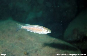 Perissodus microlepis