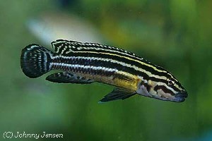 Julidochromis regani