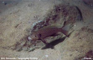 Perissodus microlepis