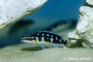 Julidochromis transcriptus