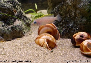 Lamprologus caudopunctatus
