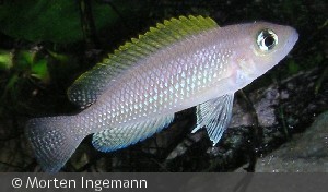 L. caudopunctatus 'Kasanga'