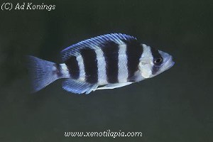 Plecodus straeleni Magara