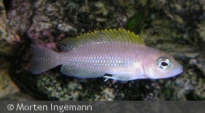 L. caudopunctatus 'Kasanga'